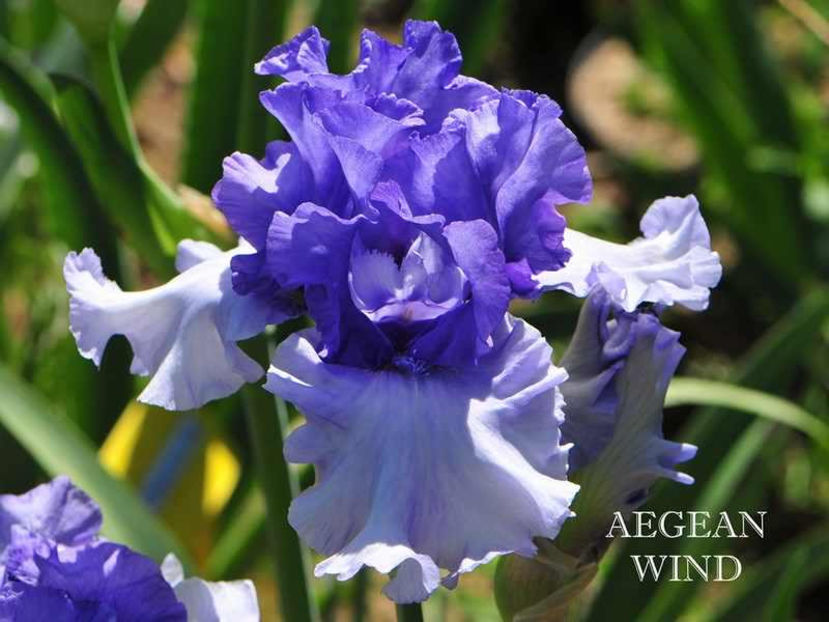 aegean_wind - Irisi - Noi achizitii 2017