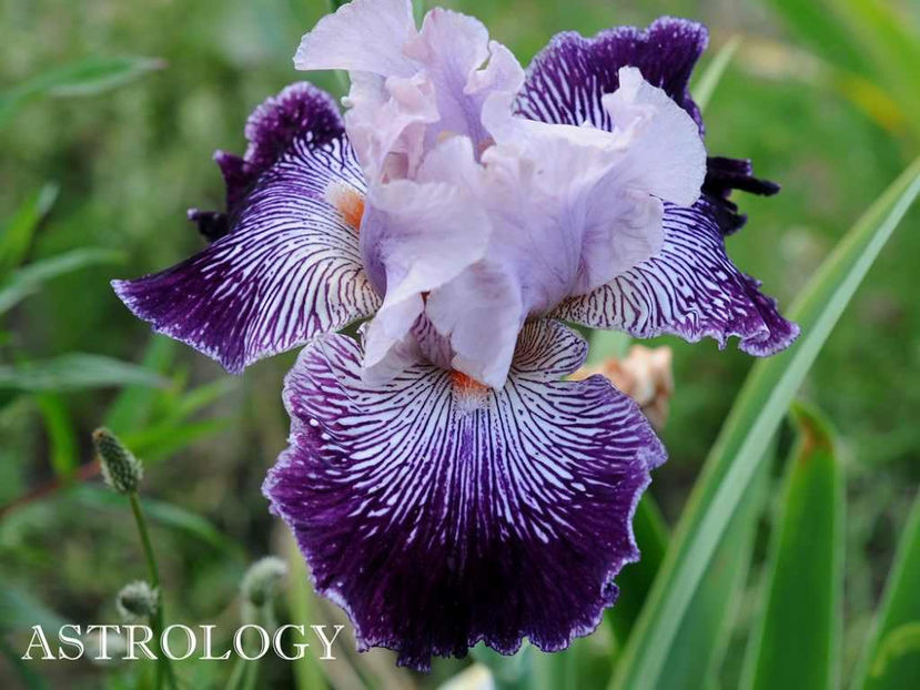 Astrology - Irisi - Noi achizitii 2017