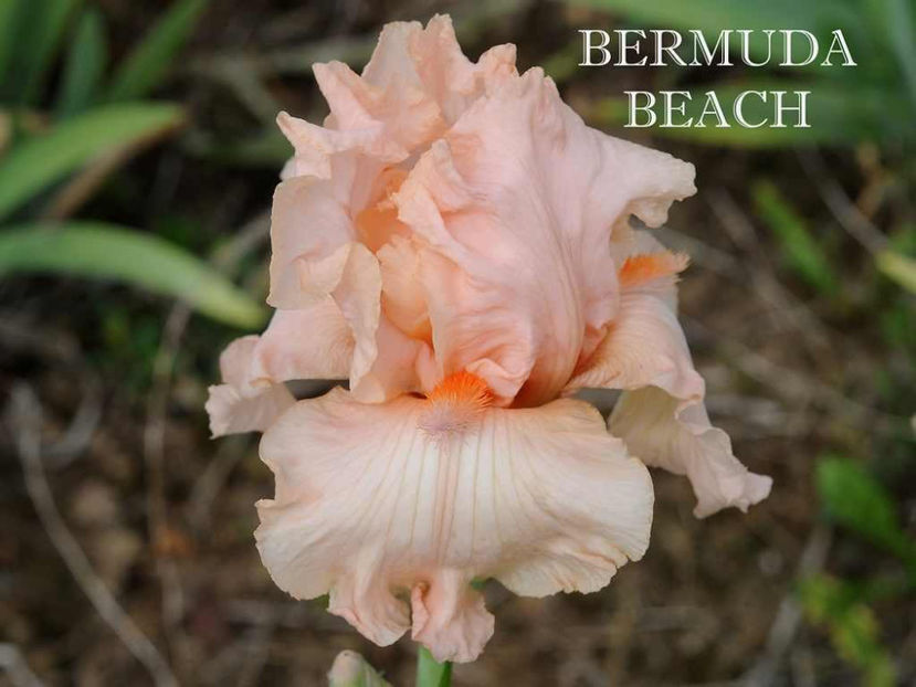Bermuda Beach - Irisi - Noi achizitii 2017