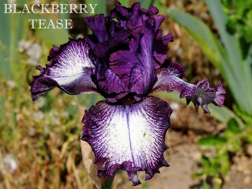 Blackberry Tease - Irisi - Noi achizitii 2017