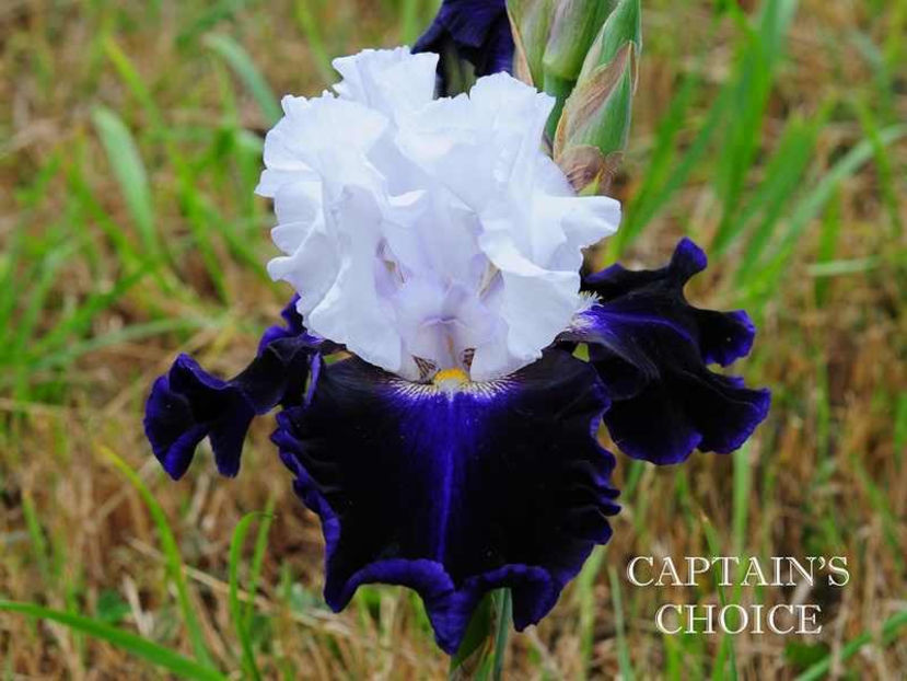 captain_s_choice - Irisi - Noi achizitii 2017