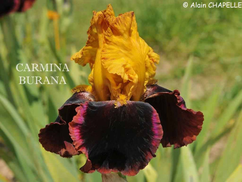 Carmina Burana - Irisi - Noi achizitii 2017