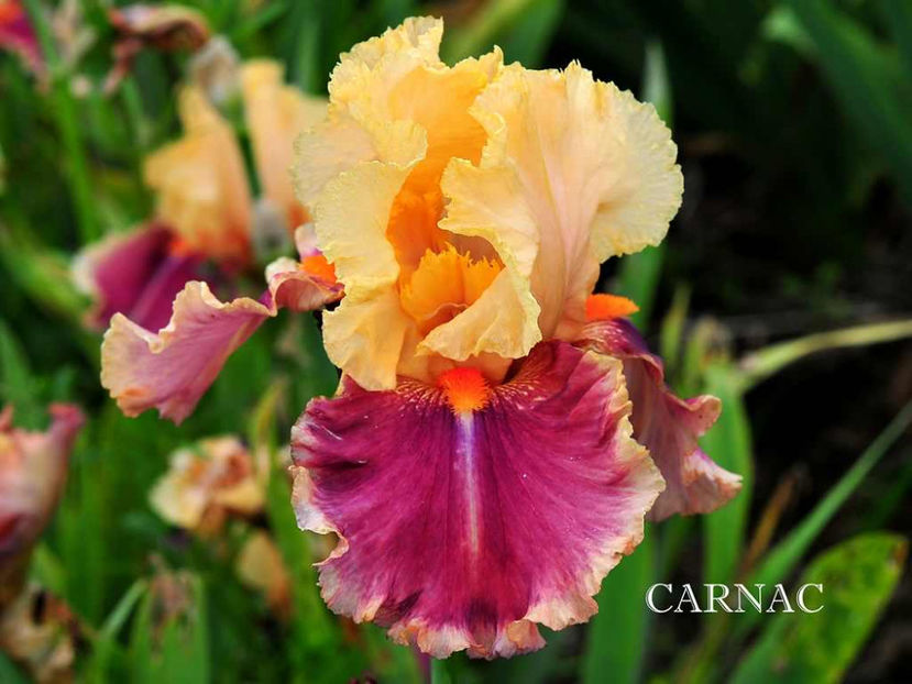 Carnac - Irisi - Noi achizitii 2017