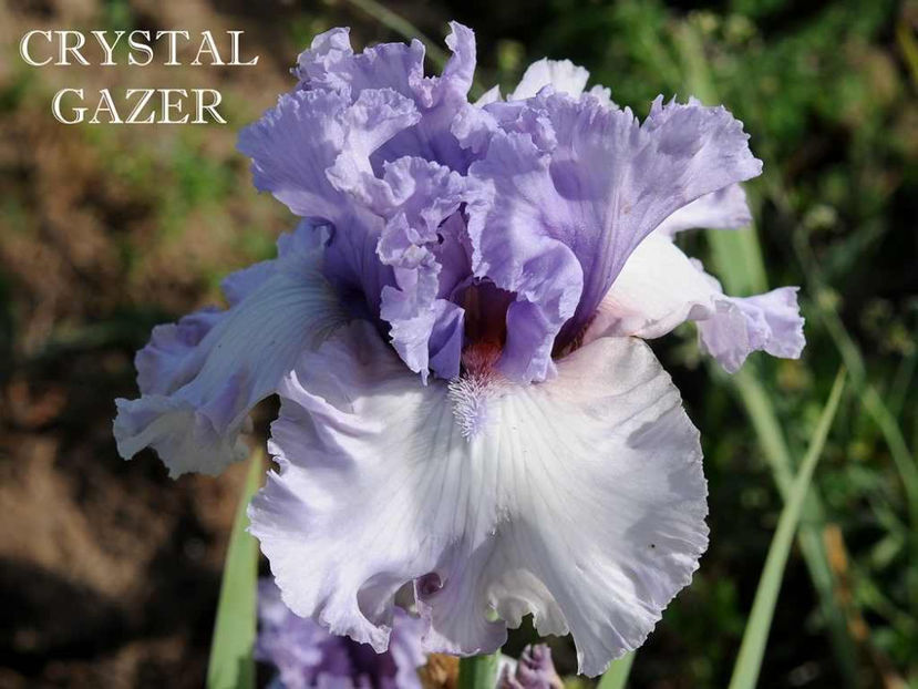 Crystal Gazer - Irisi - Noi achizitii 2017