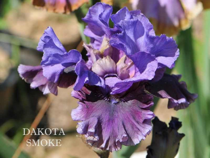 dakota_smoke - Irisi - Noi achizitii 2017