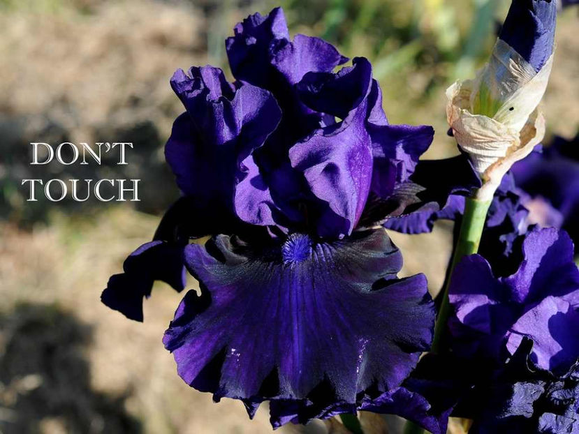 Don-t Touch - Irisi - Noi achizitii 2017