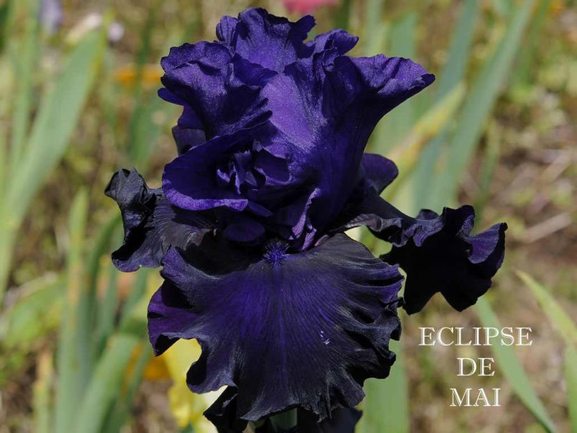 Eclipse de Mai - Irisi - Noi achizitii 2017