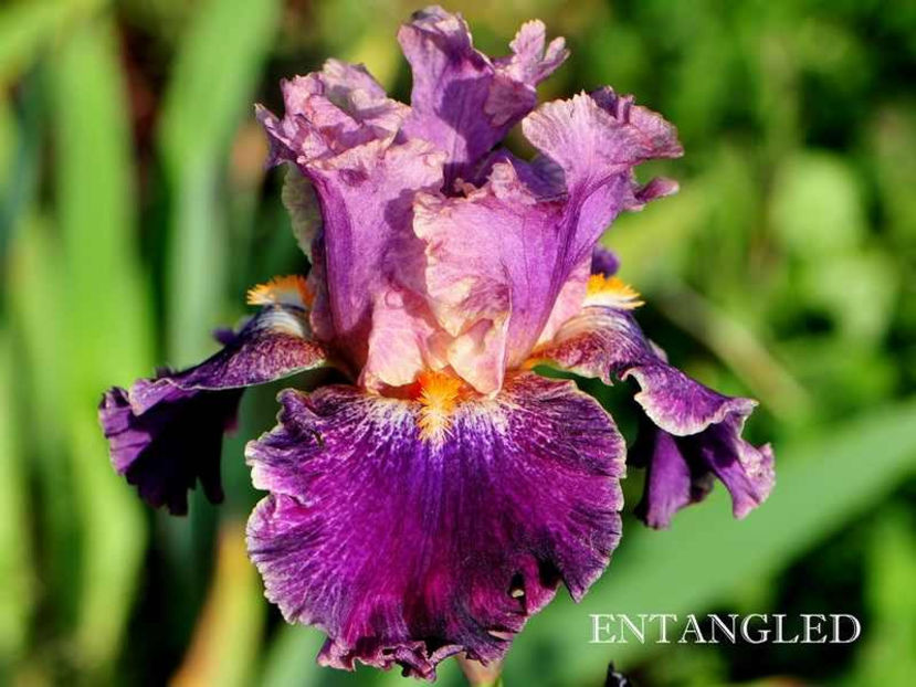 entangled - Irisi - Noi achizitii 2017