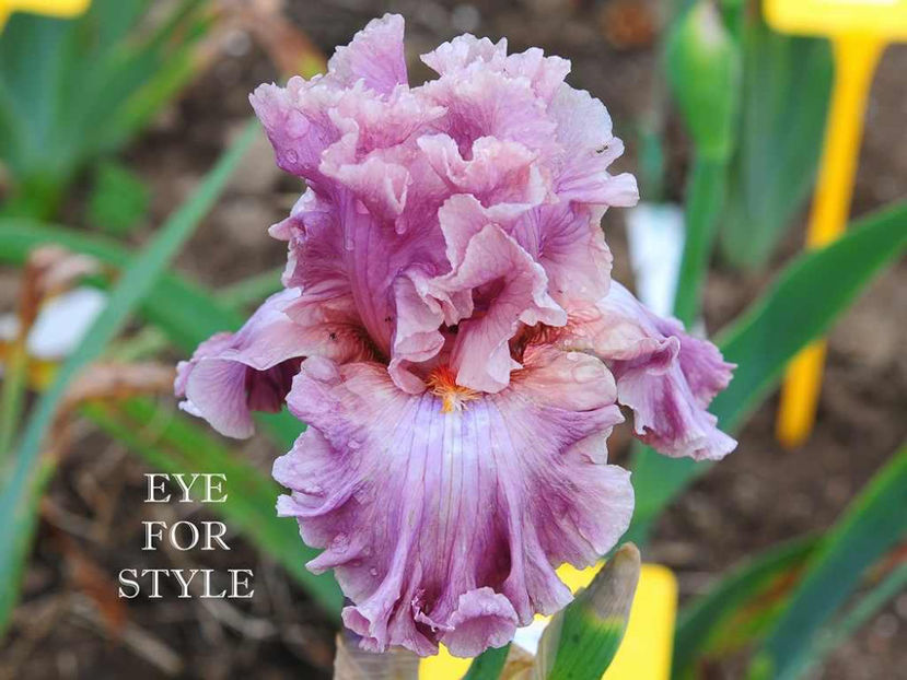 Eye for Style - Irisi - Noi achizitii 2017