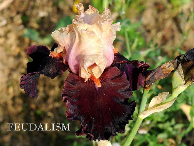 Feudalism - Irisi - Noi achizitii 2017