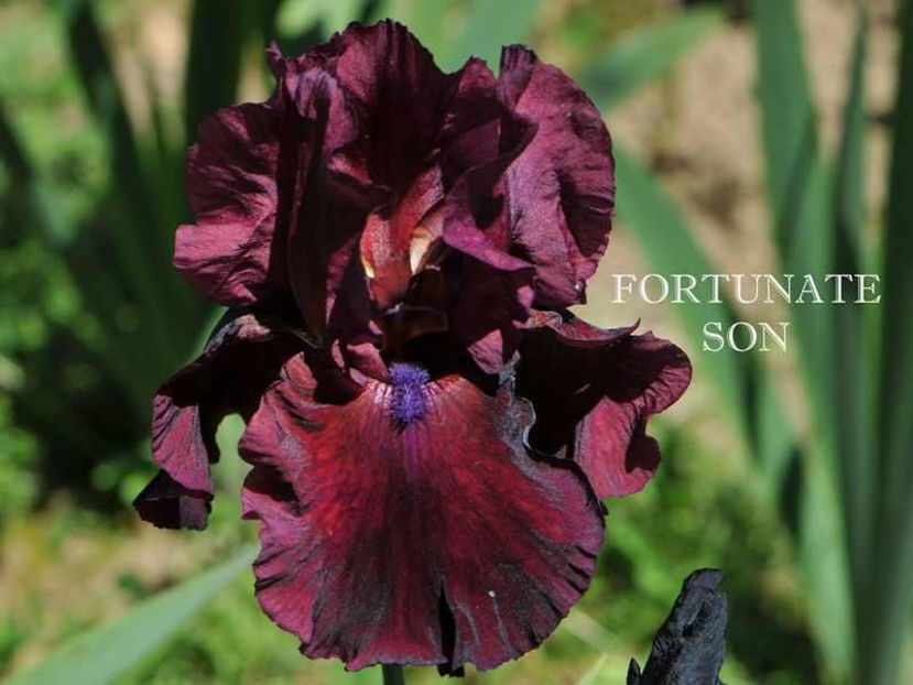 fortunate_son - Irisi - Noi achizitii 2017