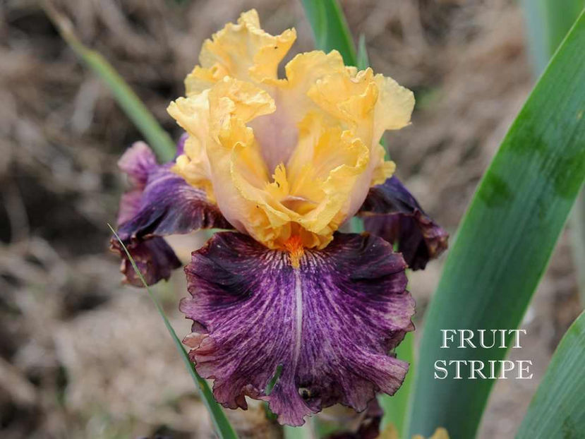 Fruit Stripe (M) - Irisi - Noi achizitii 2017