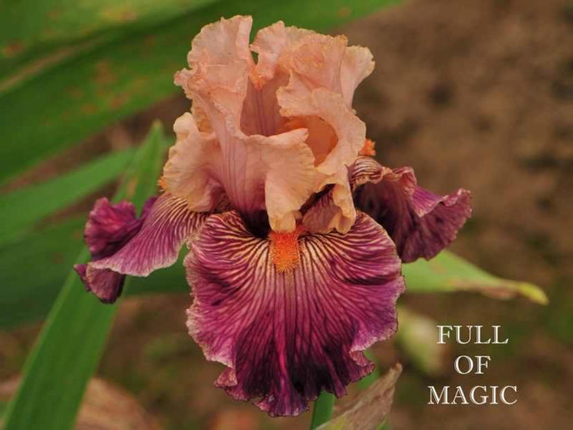 full_of_magic - Irisi - Noi achizitii 2017