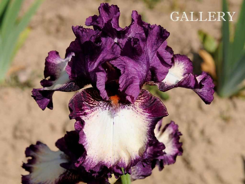 Gallery - Irisi - Noi achizitii 2017