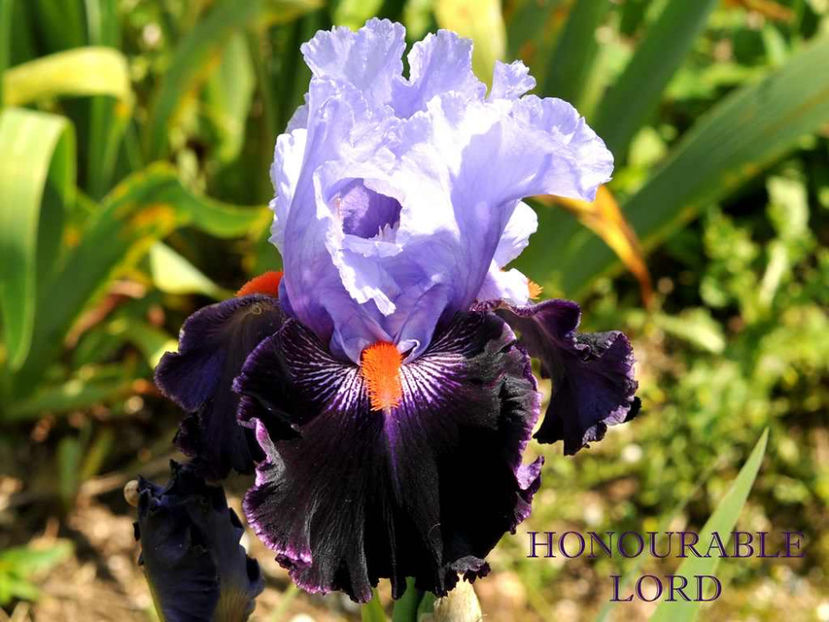 Honourable Lord - Irisi - Noi achizitii 2017