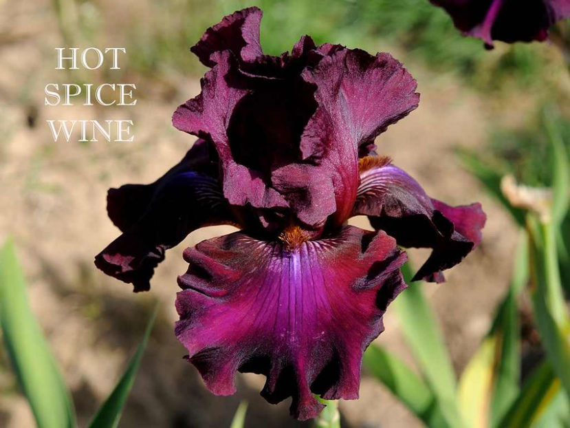Hot Spice Wine - Irisi - Noi achizitii 2017