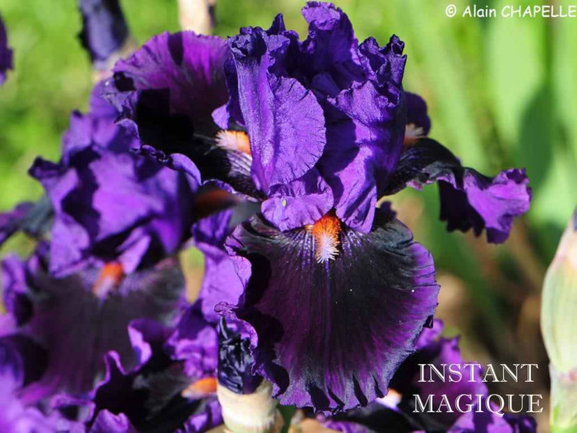 Instant Magique - Irisi - Noi achizitii 2017