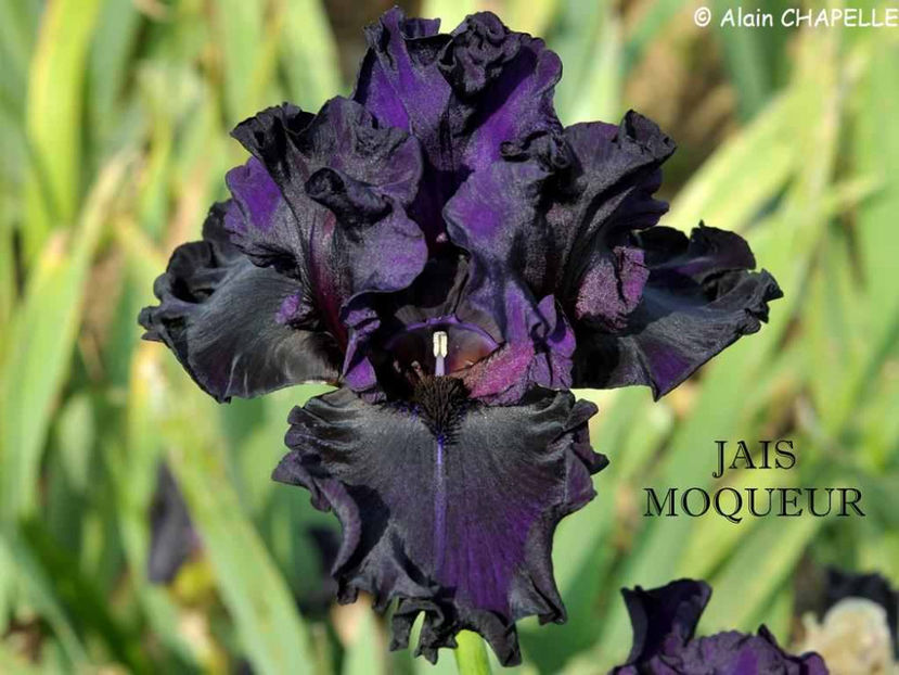 Jais Moqueur - Irisi - Noi achizitii 2017