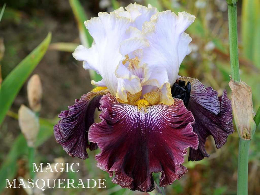 Magic Masquerade - Irisi - Noi achizitii 2017