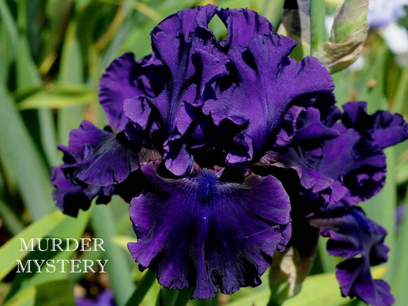 Murder Mystery - Irisi - Noi achizitii 2017