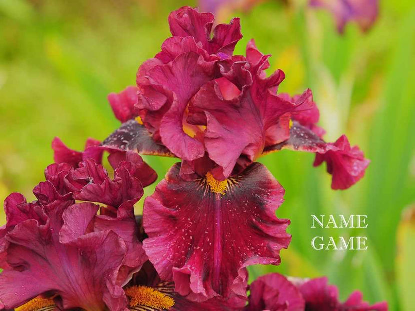 Name game - Irisi - Noi achizitii 2017