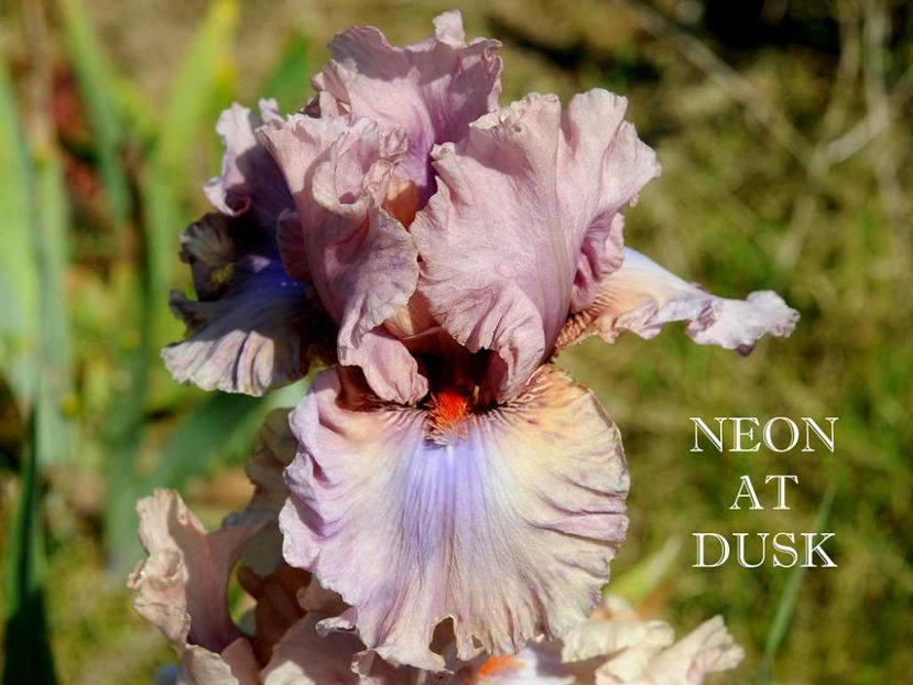 Neon at Dusk - Irisi - Noi achizitii 2017