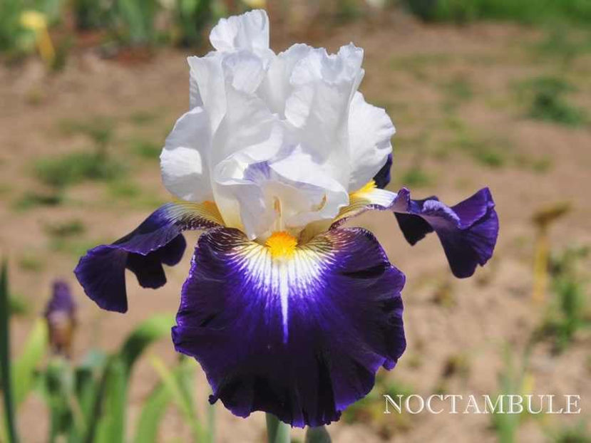 noctambule - Irisi - Noi achizitii 2017