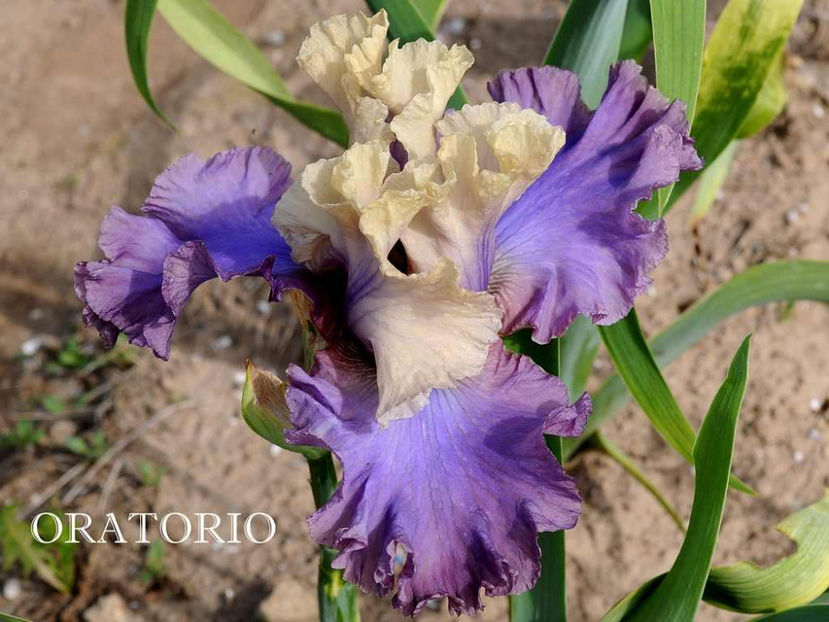 Oratorio - Irisi - Noi achizitii 2017