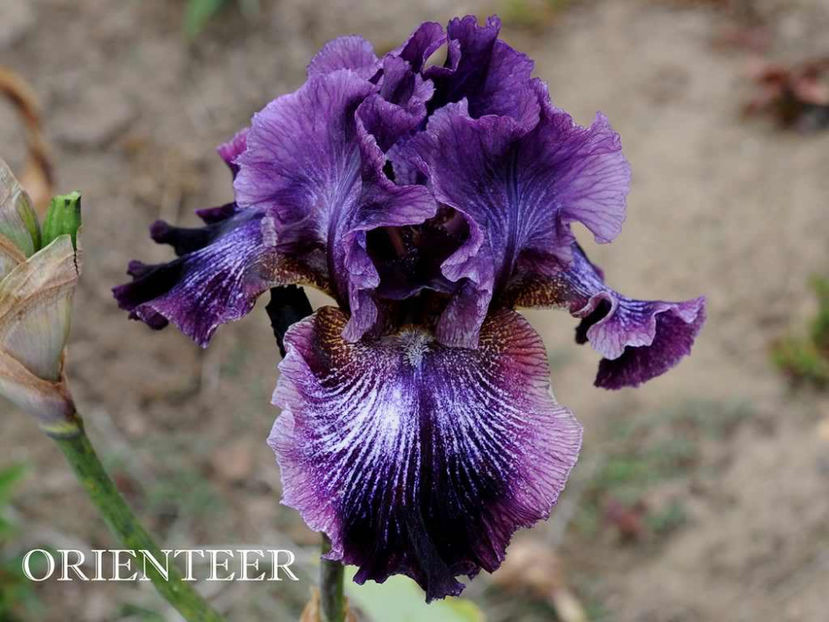 Orienteer - Irisi - Noi achizitii 2017