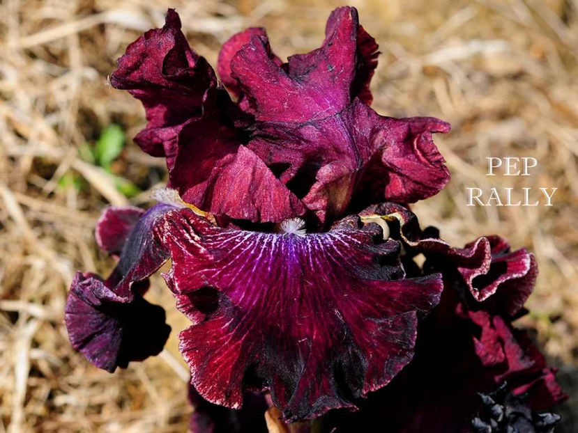 Pep Rally - Irisi - Noi achizitii 2017