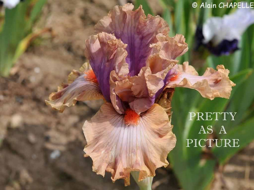 Pretty as a Picture - Irisi - Noi achizitii 2017