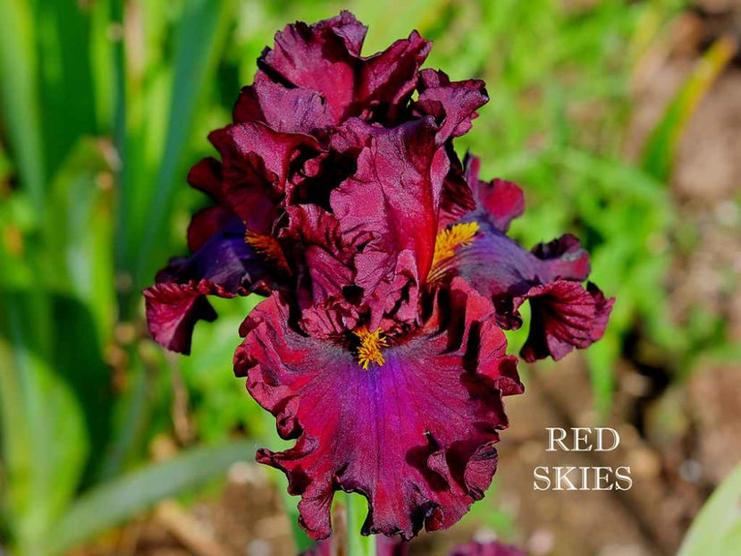 Red Skies - Irisi - Noi achizitii 2017