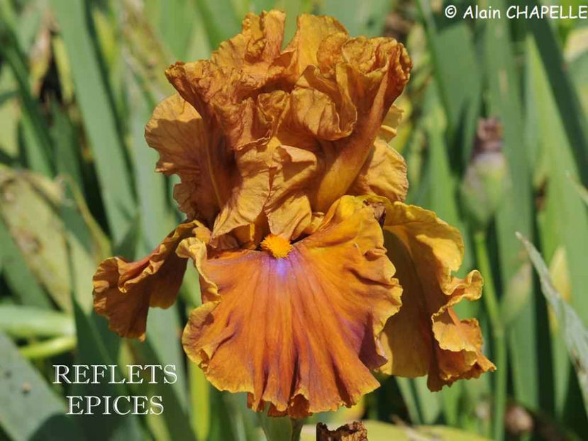 Reflect Epices - Irisi - Noi achizitii 2017