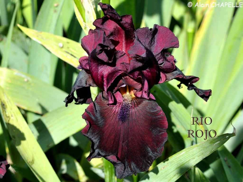 Rio Rojo - Irisi - Noi achizitii 2017