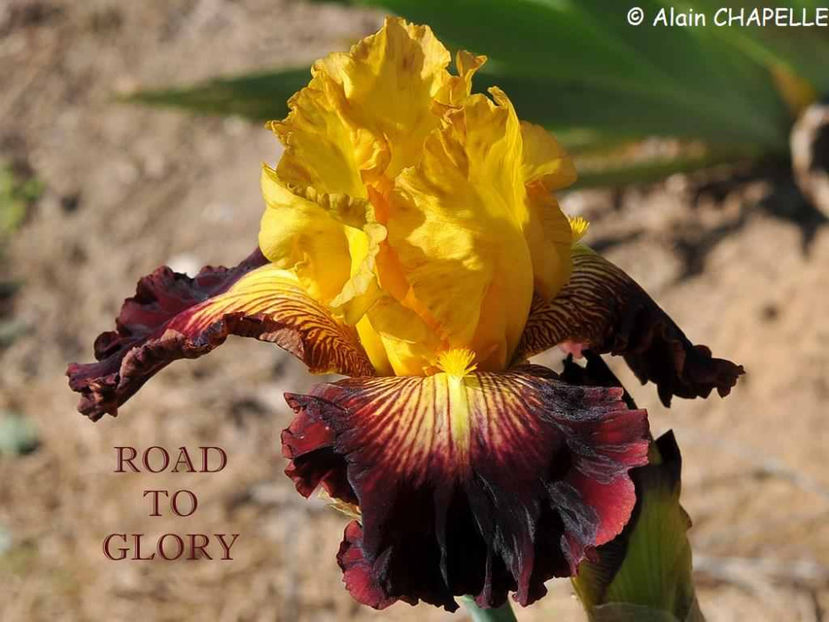 Road to glory - Irisi - Noi achizitii 2017