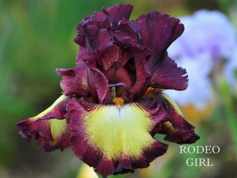 rodeo_girl - Irisi - Noi achizitii 2017