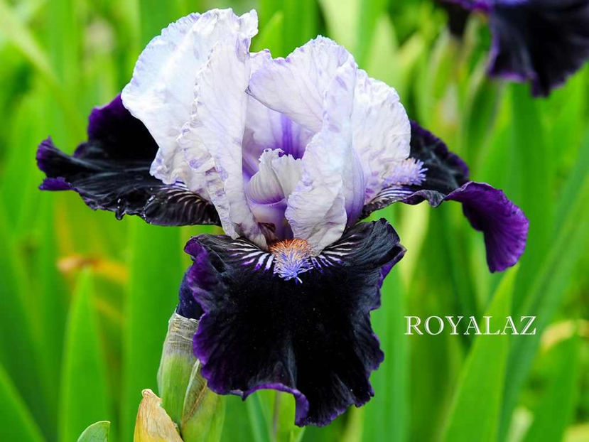 Royalaz (M) - Irisi - Noi achizitii 2017