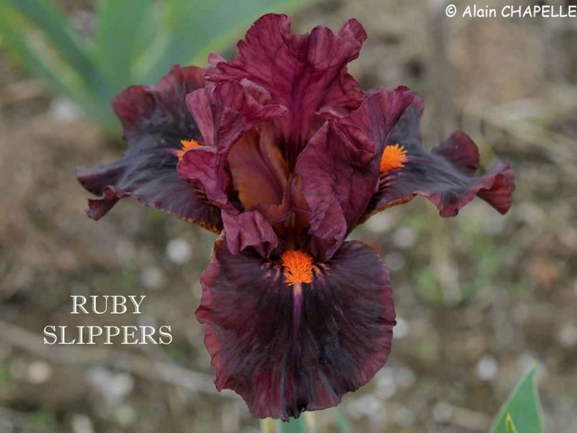 Ruby Slippers (M) - Irisi - Noi achizitii 2017