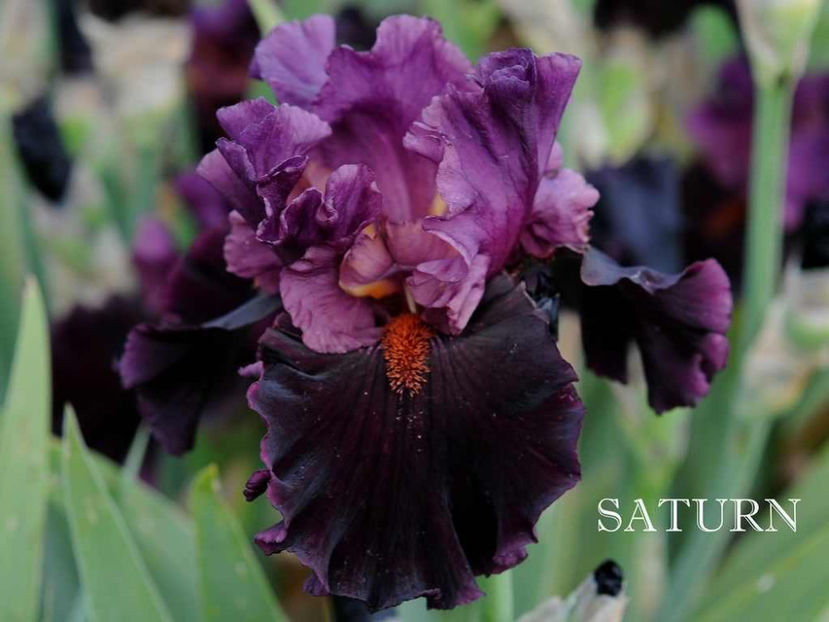 Saturn - Irisi - Noi achizitii 2017