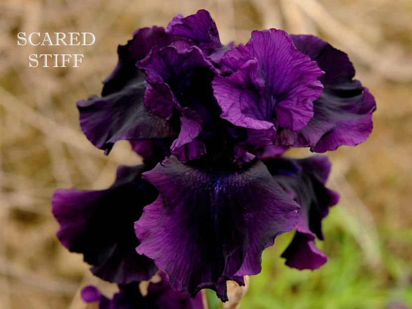 Scared Stiff - Irisi - Noi achizitii 2017