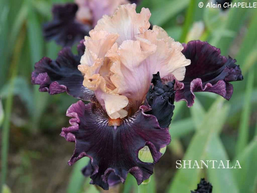 Shantala - Irisi - Noi achizitii 2017