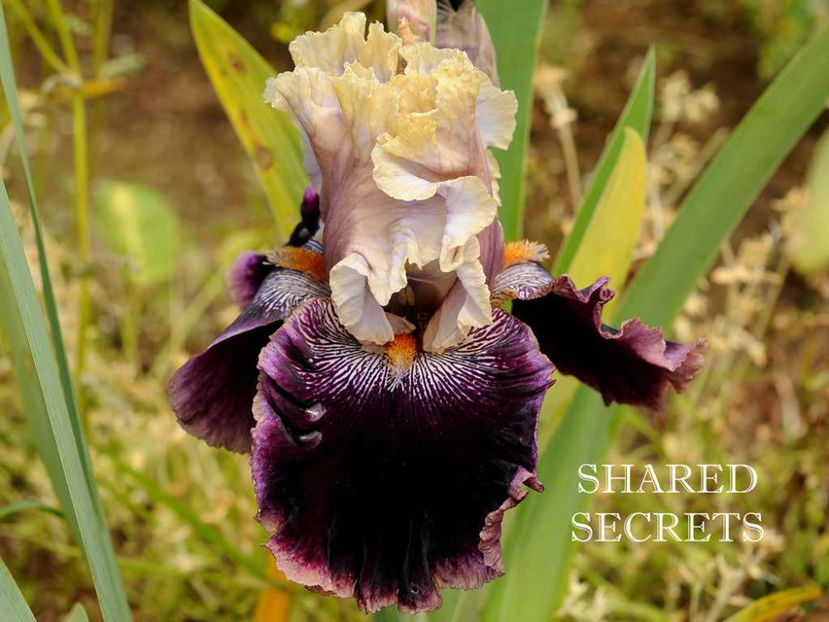 Shared Secrets - Irisi - Noi achizitii 2017