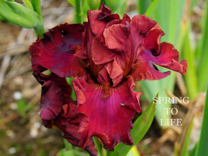 Spring to Life - Irisi - Noi achizitii 2017