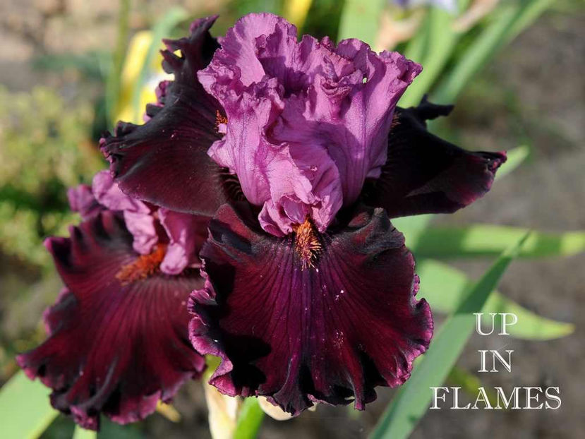 Up in Flames - Irisi - Noi achizitii 2017