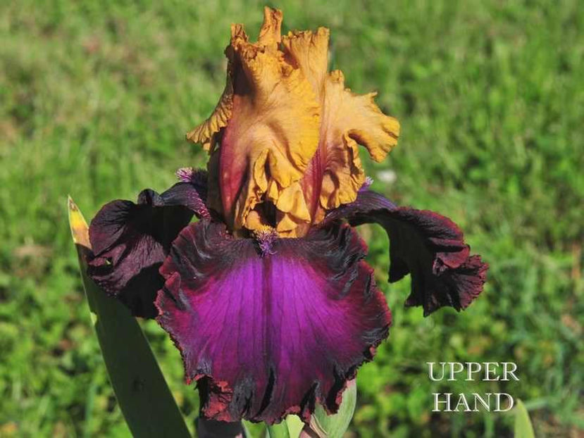 upper_hand - Irisi - Noi achizitii 2017