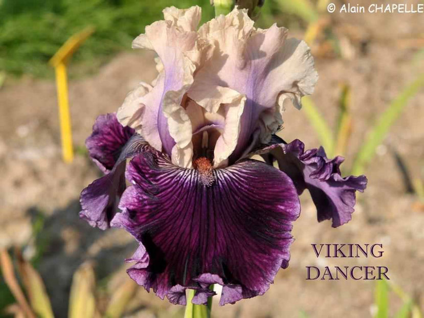 Viking Dancer - Irisi - Noi achizitii 2017