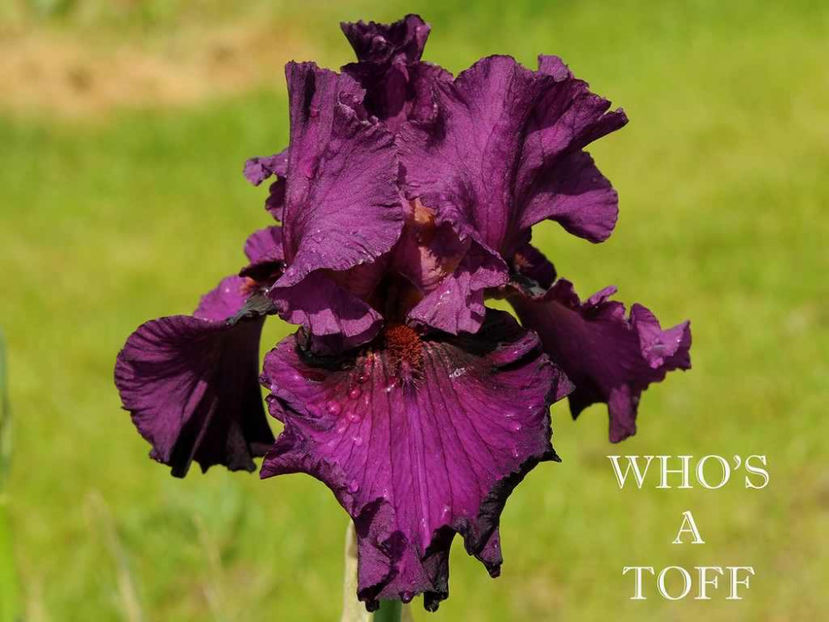 Who s a Toff - Irisi - Noi achizitii 2017