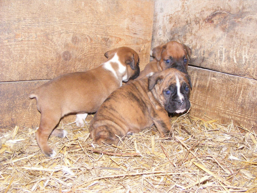 nou 150 - CATEI 2017 SERIA A DOUA