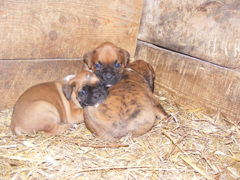 nou 153 - CATEI 2017 SERIA A DOUA