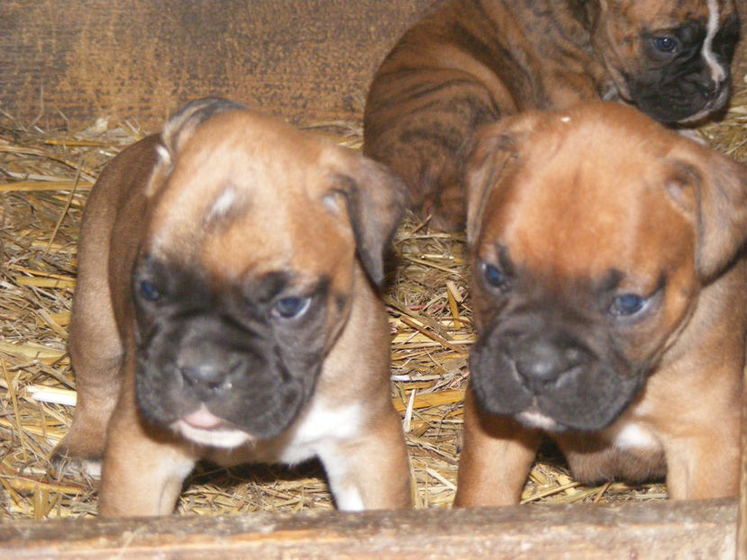 nou 211 - CATEI 2017 SERIA A DOUA